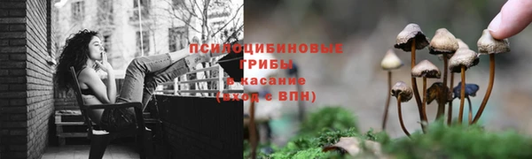 гашик Богданович